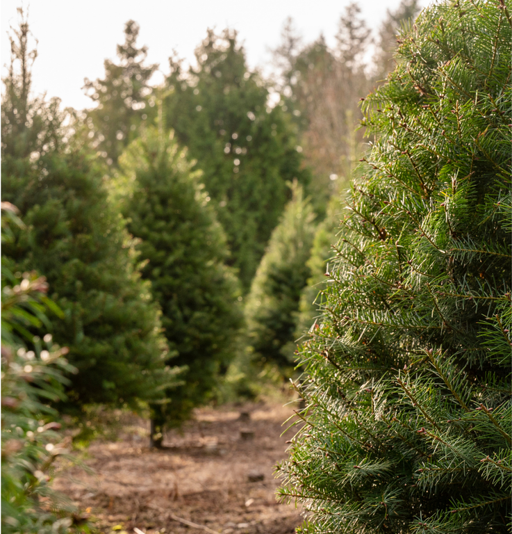 Christmas Tree grower, retailer, Christmas Tree lot, Christmas Tree digital advertising