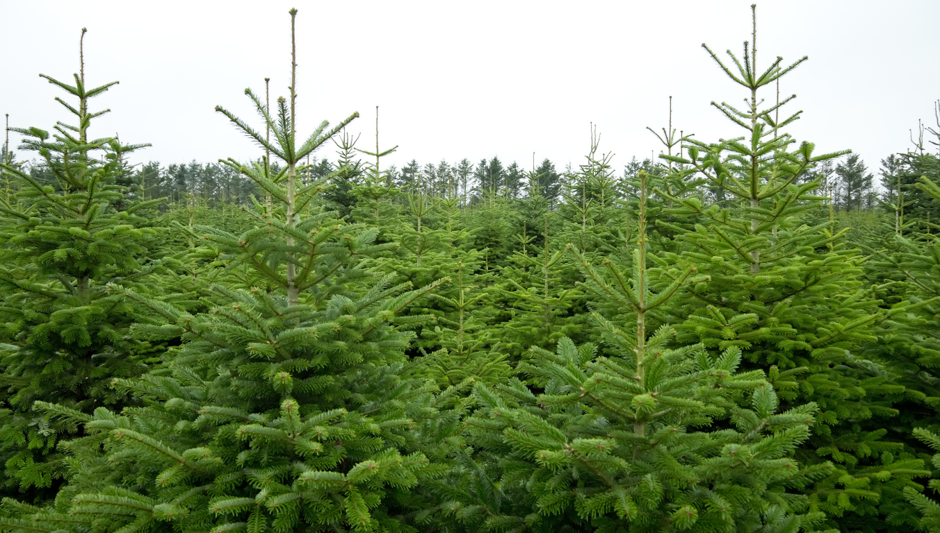 Christmas Tree grower, retailer, Christmas Tree lot, Christmas Tree digital advertising